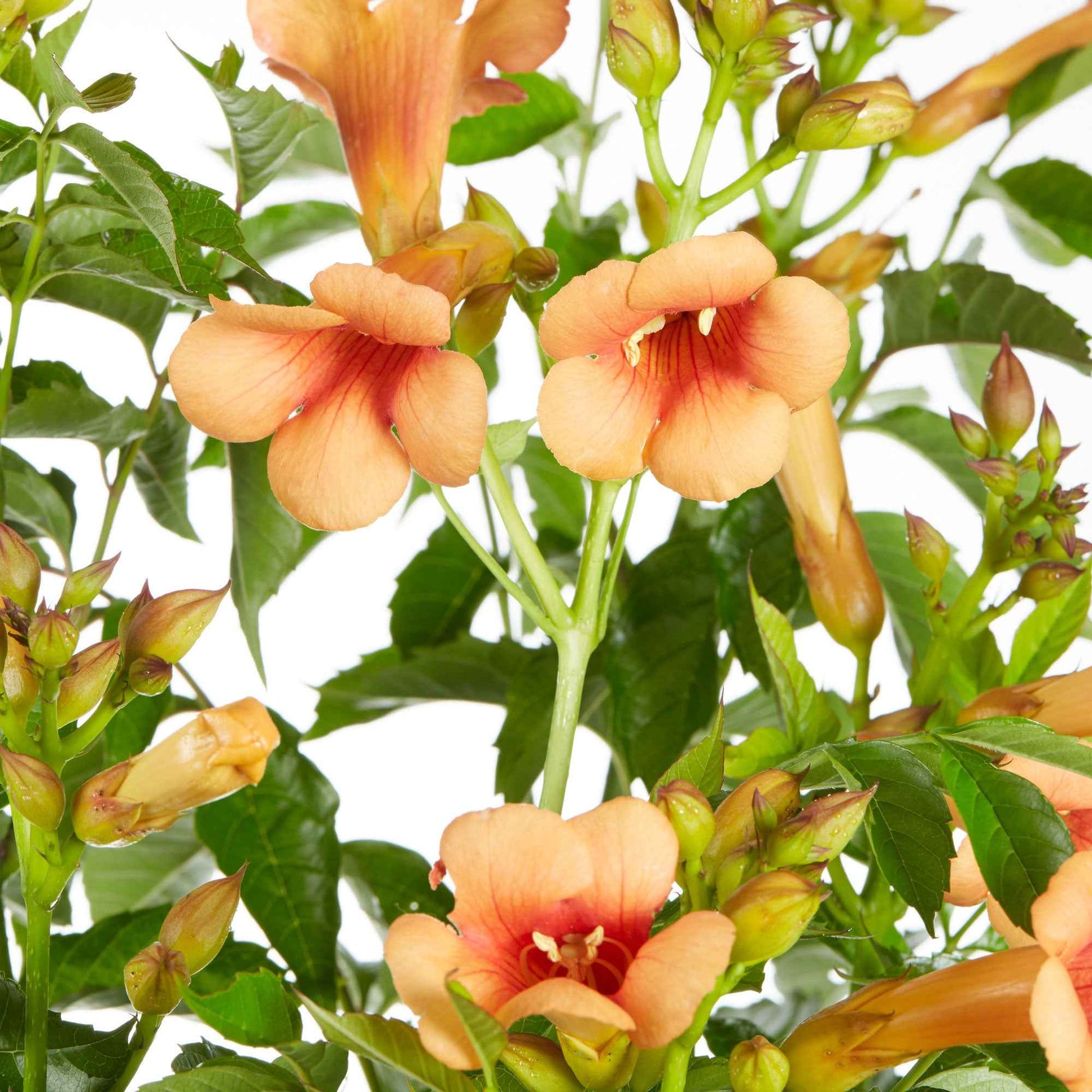Campsis tagliabuana Indian Summer ® - Trompetenblume 'Indian Summer' - Campsis - Trompetenblume