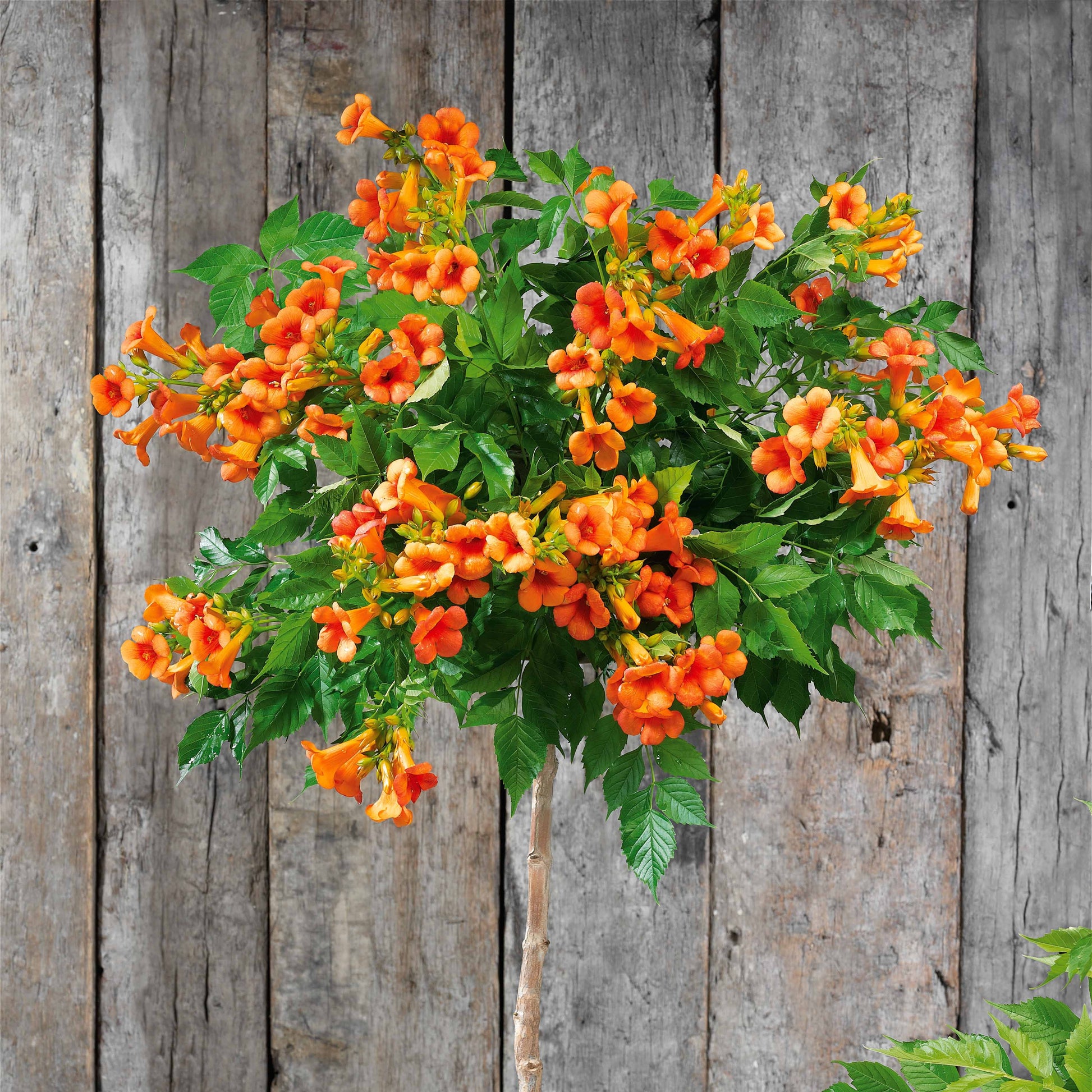 Trompetenblume 'Indian Summer' - Campsis tagliabuana Indian Summer ® - Bakker