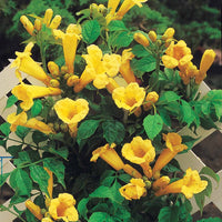 Kletterpflanzen - Trompetenblume 'Gold Trumpet' - Campsis radicans Yellow Trumpet