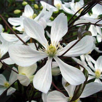Immergrüne Waldrebe - Clematis armandii - Bakker