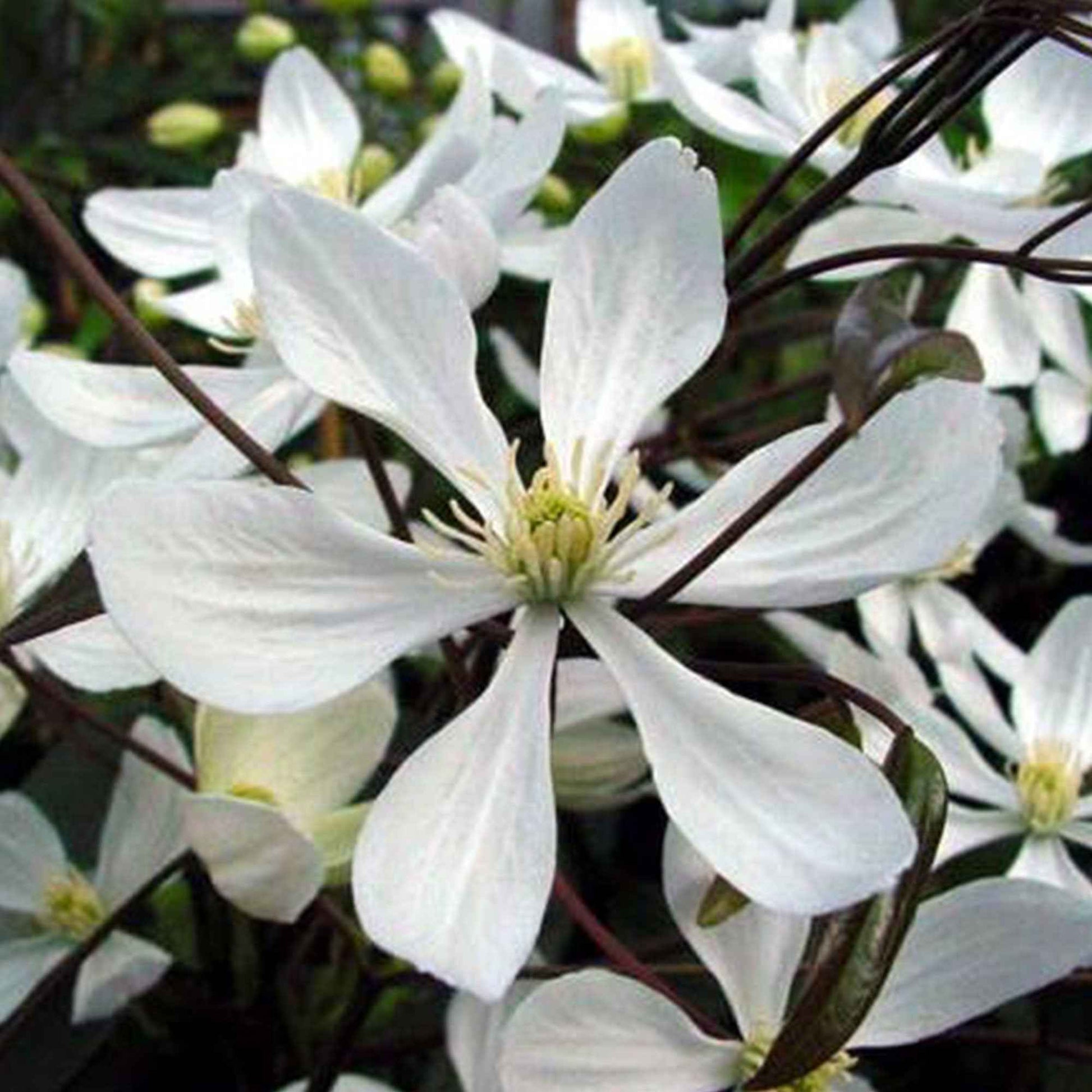 Immergrüne Waldrebe - Clematis armandii - Bakker