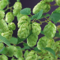 Humulus lupulus magnum - Hopfen 'Magnum' - Kletterpflanzen