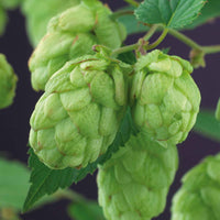 Kletterpflanzen - Hopfen 'Magnum' - Humulus lupulus magnum