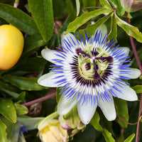Passionsblume - Passionsblume - Bakker