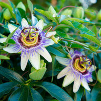 Passionsblume - Passiflora caerulea - Bakker