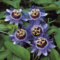 Passionsblume - Passionsblume 'Purple Rain' - Passiflora purple rain
