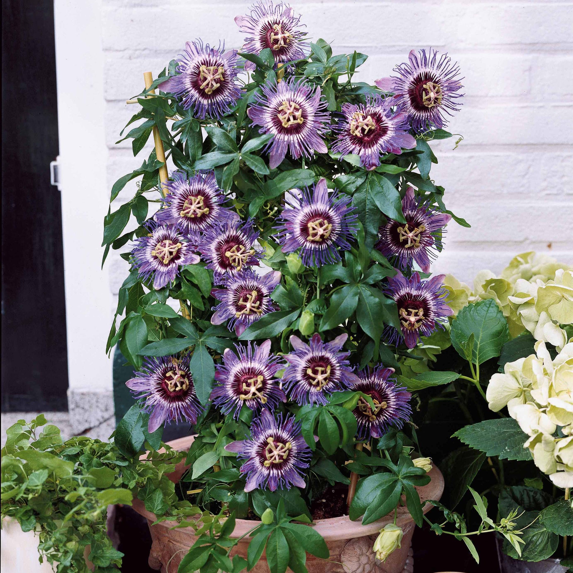 Passiflora purple rain - Passionsblume 'Purple Rain' - Passionsblume