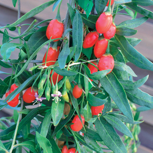 Goji-Beere 'Princess Tao' - Bakker