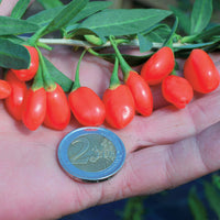 Goji-Beere 'Princess Tao' - Lycium barbarum princess tao ® 'fpw03' - Bakker