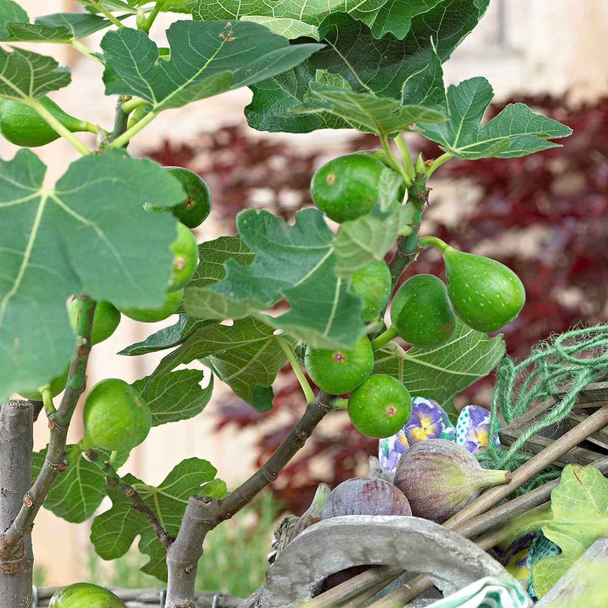 Feigenbaum Ficus carica 'Perretta' - grün-braun - Winterhart - Bakker