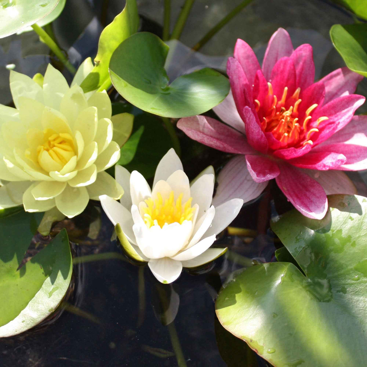 Seerose rosa-gelb-weiß (x3) - Bakker