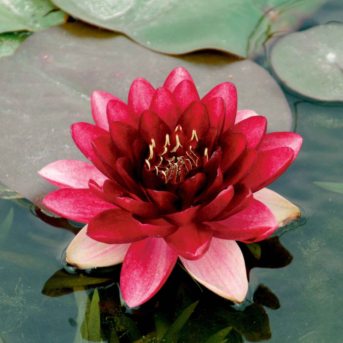 Seerose Perry's Almost Black - Bakker