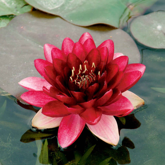 Seerose Perry's Almost Black - Bakker