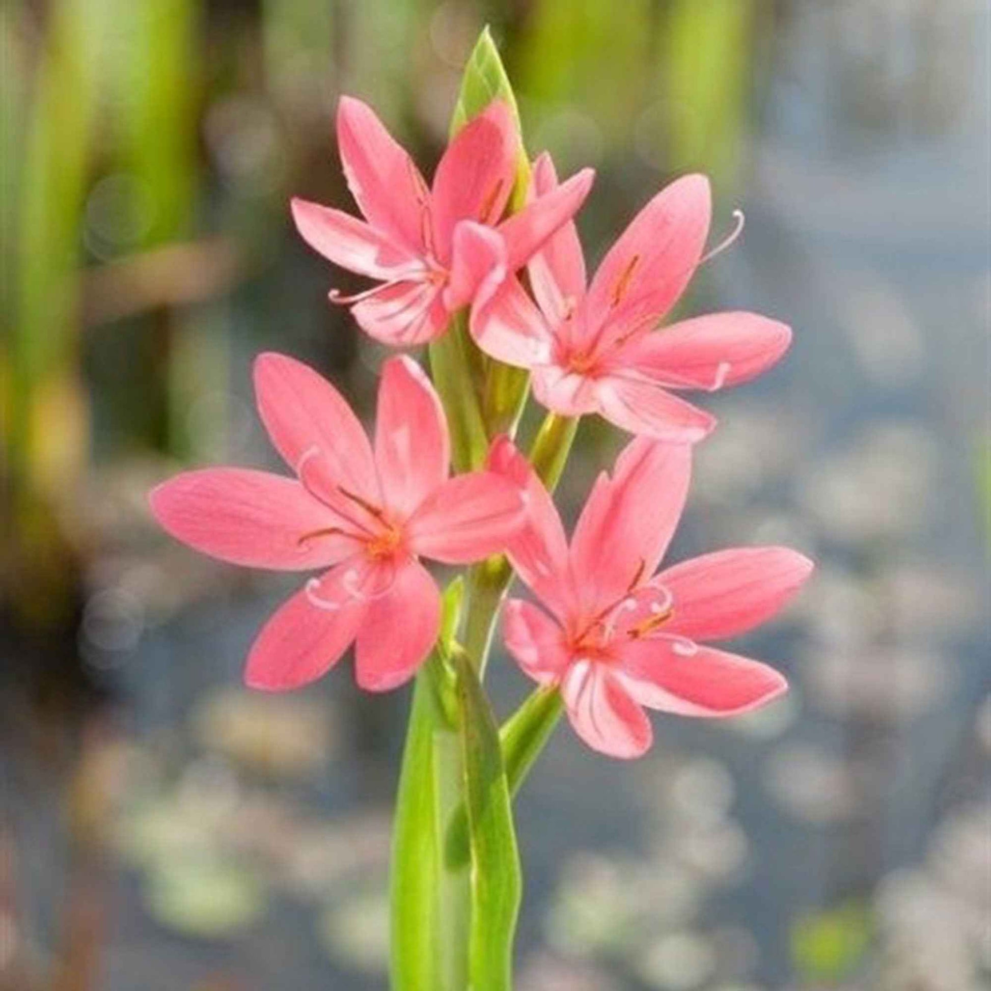 Sumpfgladiole 'Mrs Hegarty' - Bakker