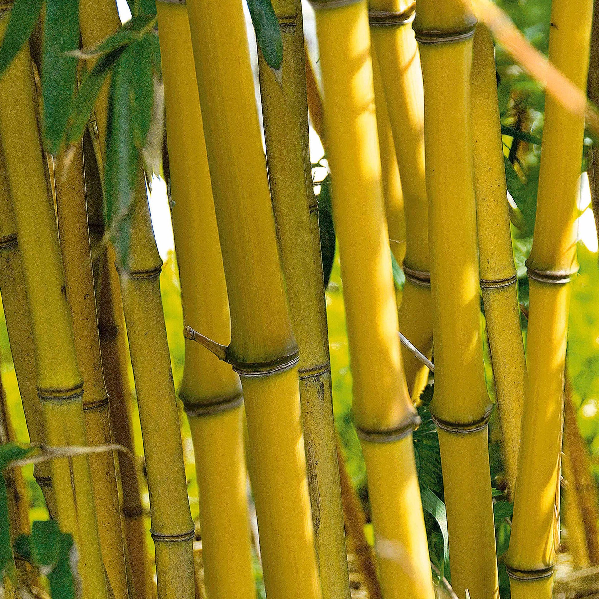 Bambus - Gelber Laufbambus - Phyllostachys aureosulcata aureocaulis