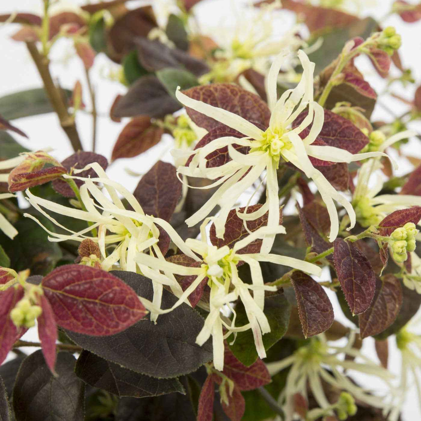 Riemenblüte 'Ruby Snow' - Loropetalum chinense Iwai' Ruby Snow - Bakker