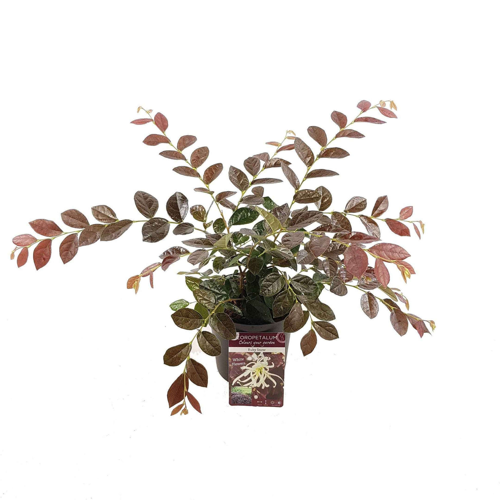 Loropetalum chinense Iwai' Ruby Snow - Riemenblüte 'Ruby Snow' - Blühende Sträucher