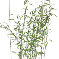 Fargesia nitida 'volcano' - Gartenbambus 'Volcano' - Nicht-invasive Bambusse
