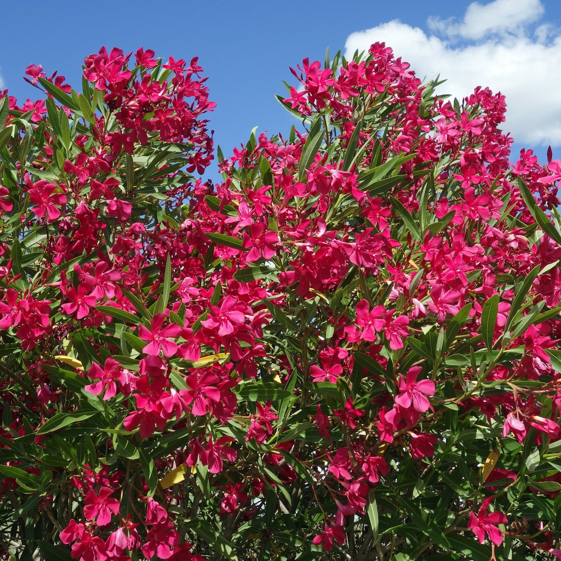Rote Oleander - Nerium oleander - Bakker
