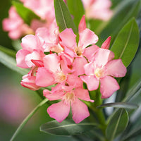 Oleander - Nerium oleander - Bakker