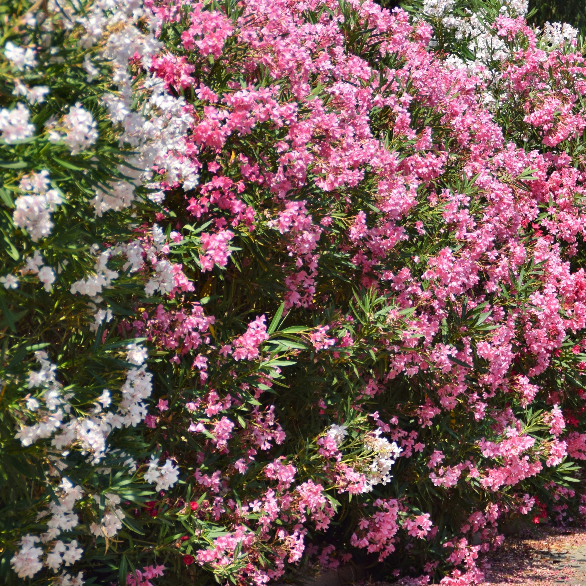 Verkauf Oleander - Nerium oleander