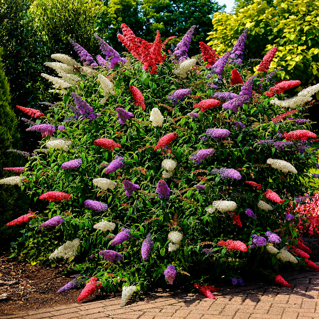 Schmetterlingsflieder 'Tricolor' - Bakker