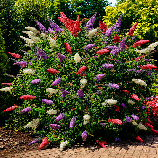 Schmetterlingsflieder 'Tricolor' - Bakker