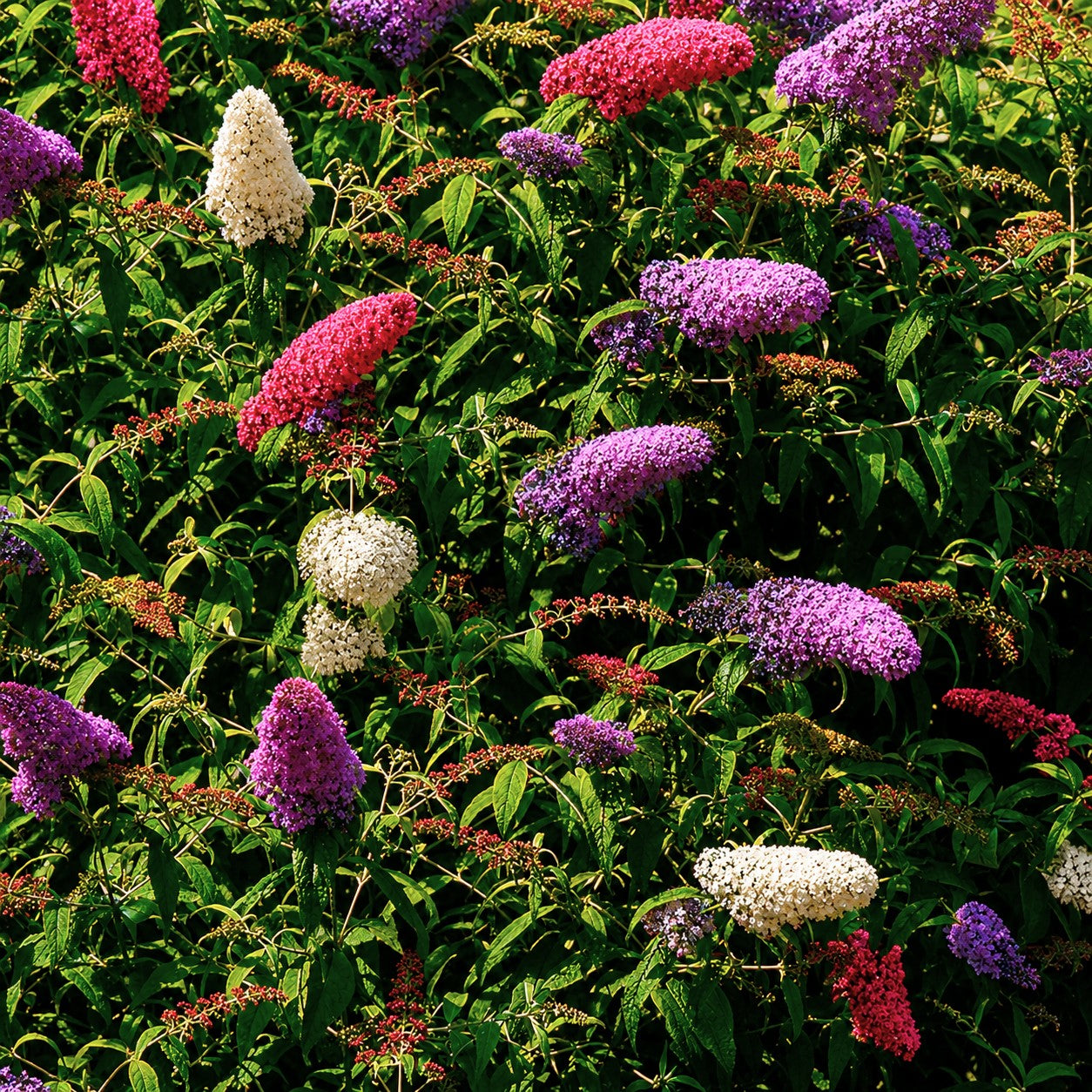 Schmetterlingsflieder 'Tricolor' - Buddleja davidii empire blue, pinkdelight, white - Bakker