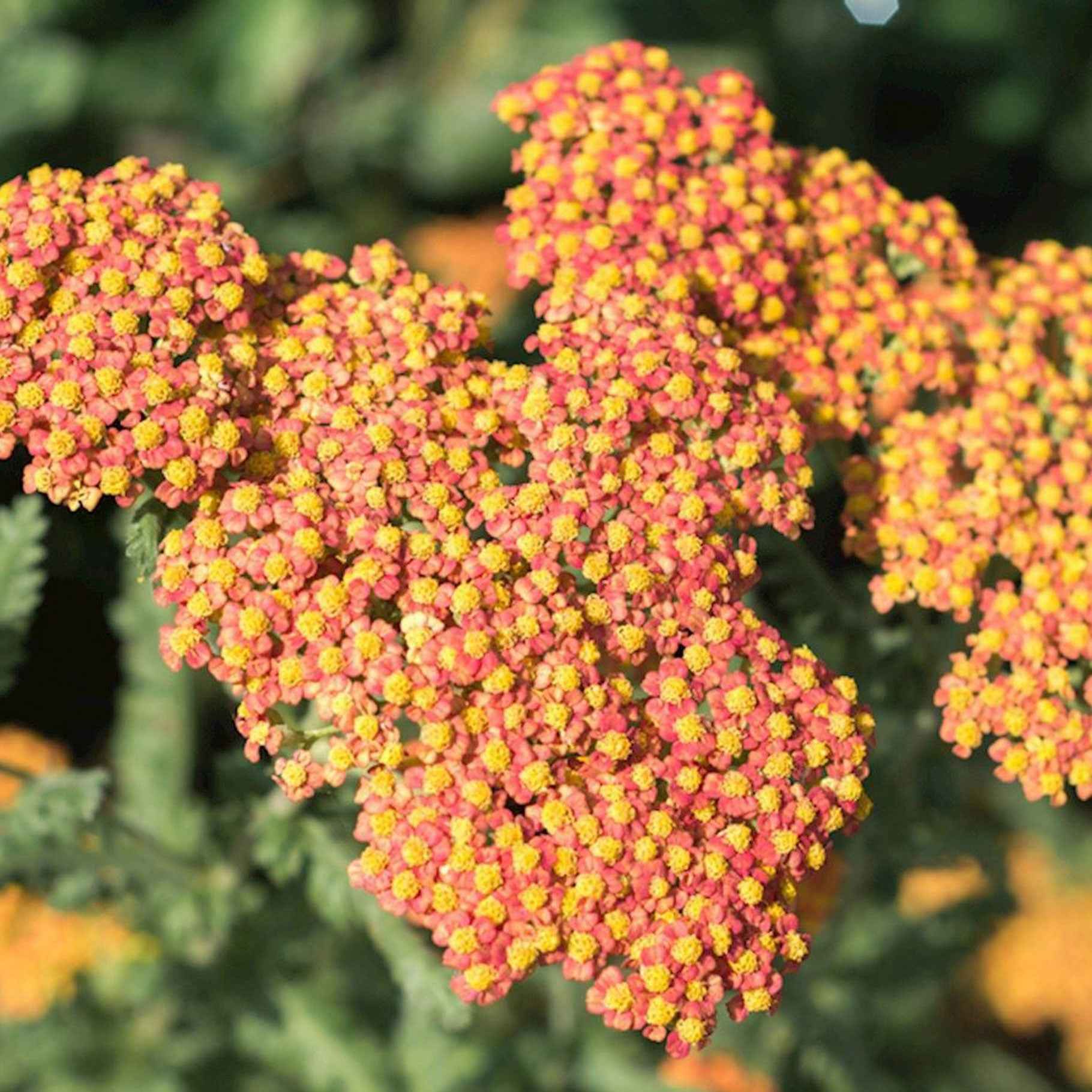Schafgarbe 'Walther Funcke' - Achillea hybride Walther Funcke - Bakker