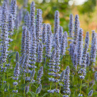 Duftnessel 'Blue Fortune' - Bakker