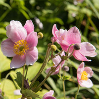 Herbstanemone 'September Charm' - Anemone hupehensis September Charm - Bakker