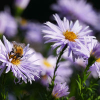 Astern - Zwergaster 'Asran' - Aster ageratoides Asran
