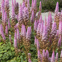 Prachtspiere Astilbe 'Pumila' - Astilbe chinensis Pumila - Bakker