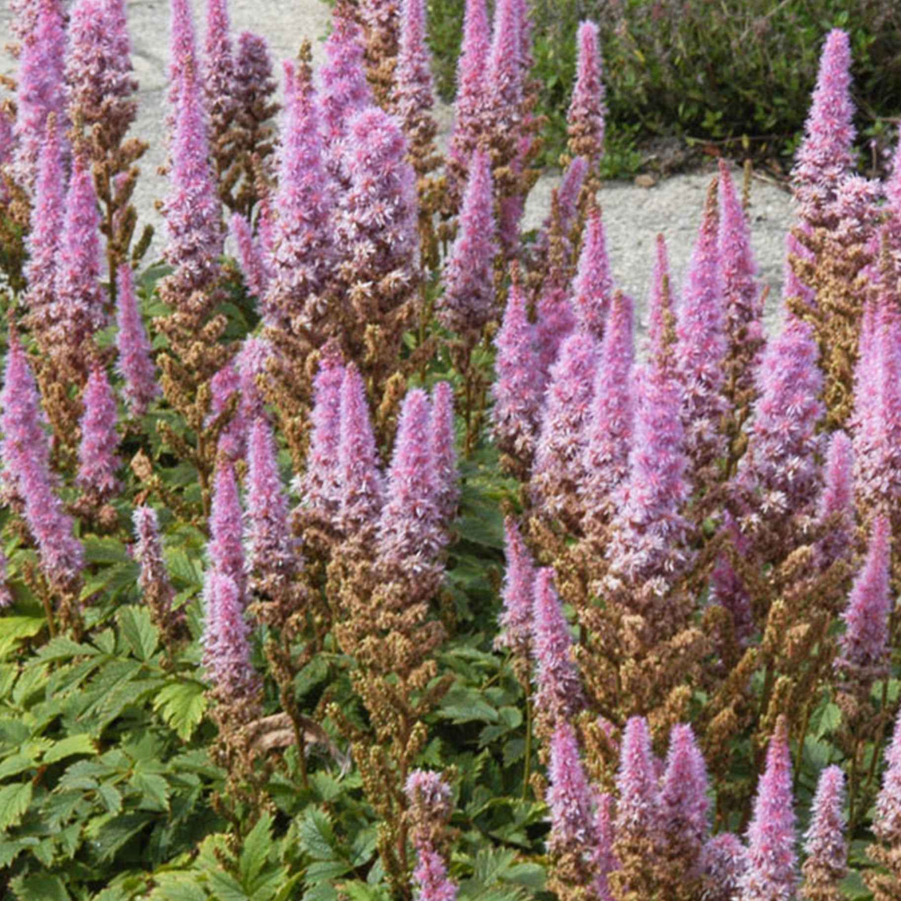 Prachtspiere Astilbe 'Pumila' - Astilbe chinensis Pumila - Bakker