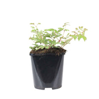 Stauden - Prachtspiere Astilbe 'Pumila' - Astilbe chinensis Pumila
