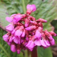 Bergenie 'Eroica' - Bergenia cordifolia Eroica - Bakker