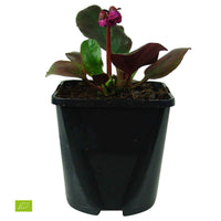 Bergenia cordifolia Eroica - Bergenie 'Eroica' - Bergenie