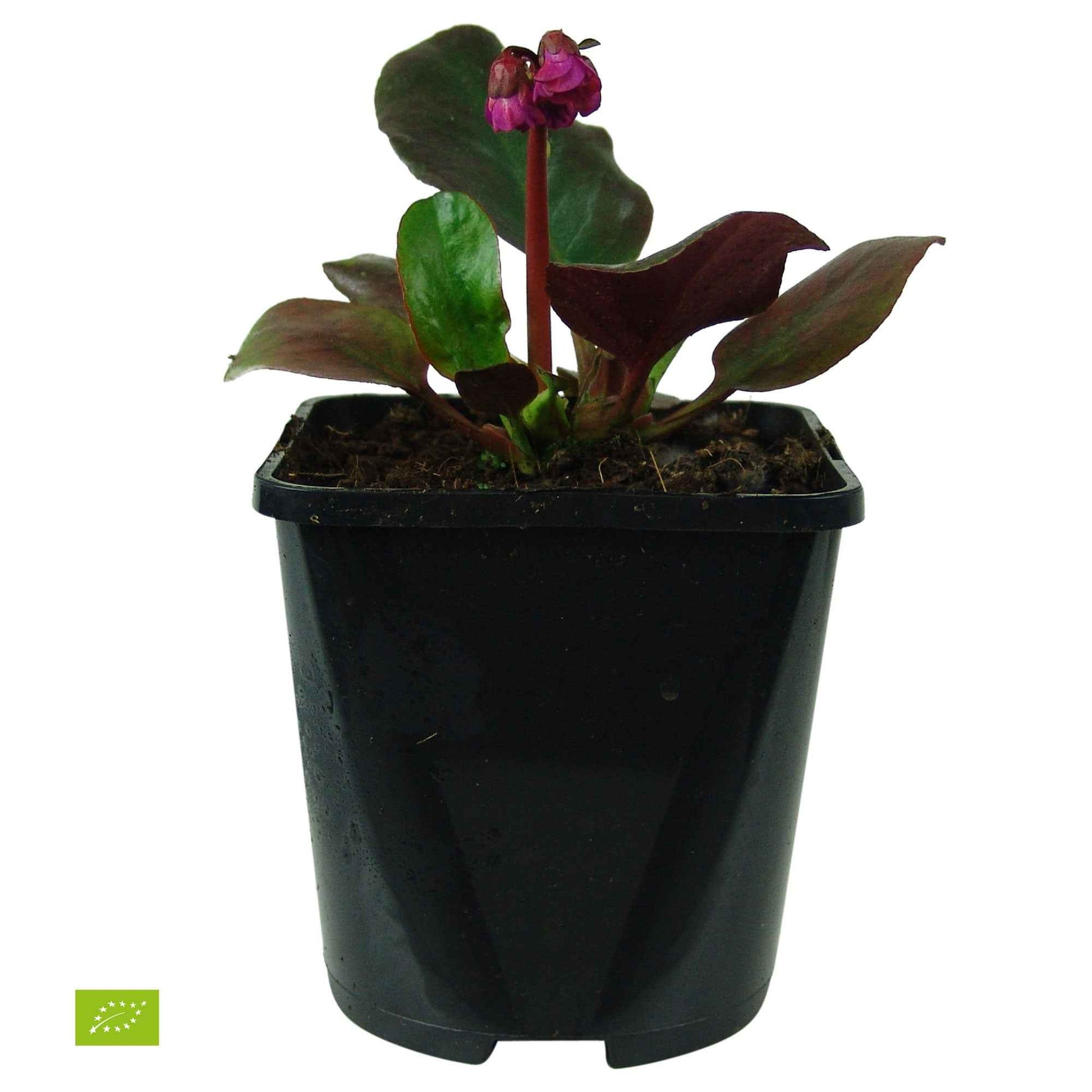 Bergenia cordifolia Eroica - Bergenie 'Eroica' - Bergenie