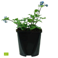 Kaukasus-Vergissmeinnicht 'Alexander's Great' - Brunnera macrophylla alexanders great - Bakker