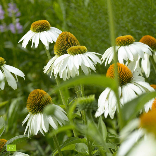 Purpursonnenhut 'Alba' - Bakker