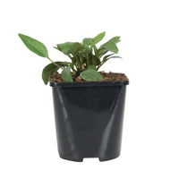 Purpursonnenhut 'Alba' - Echinacea purpurea alba - Bakker