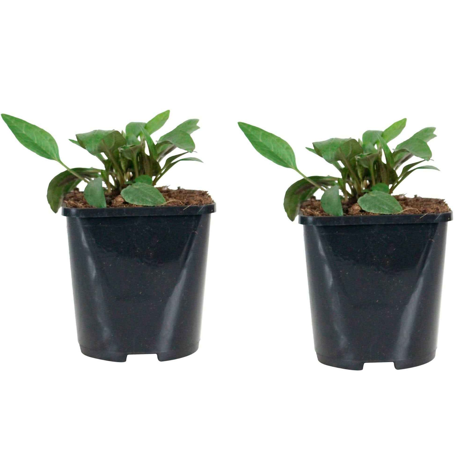 Echinacea purpurea alba - Purpursonnenhut 'Alba' - Echinacea - Sonnenhut