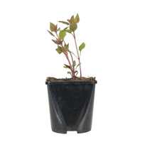 Braunblättriger Wasserdost 'Chocolate' - Eupatorium rugosum chocolate - Bakker