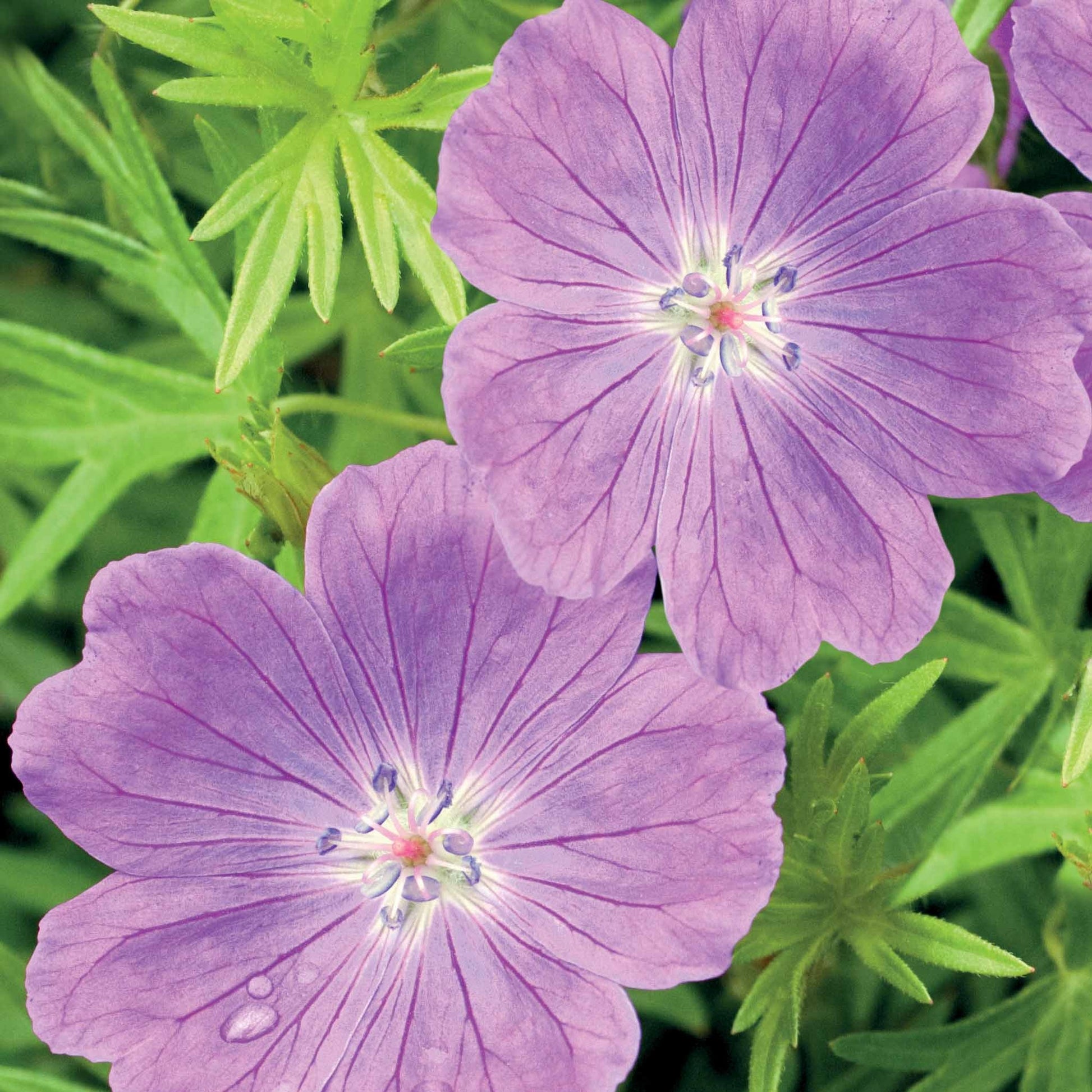 Blutrote Storchschnabel - Geranium sanguineum - Bakker