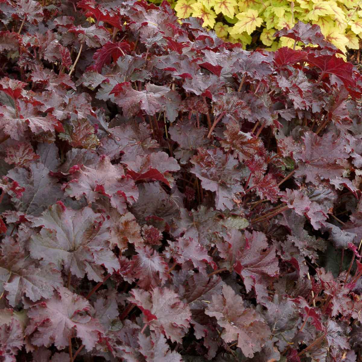 Heuchera - Purpurglöckchen - Purpurglöckchen 'Chocolate Ruffles' - Heuchera Chocolate Ruffles