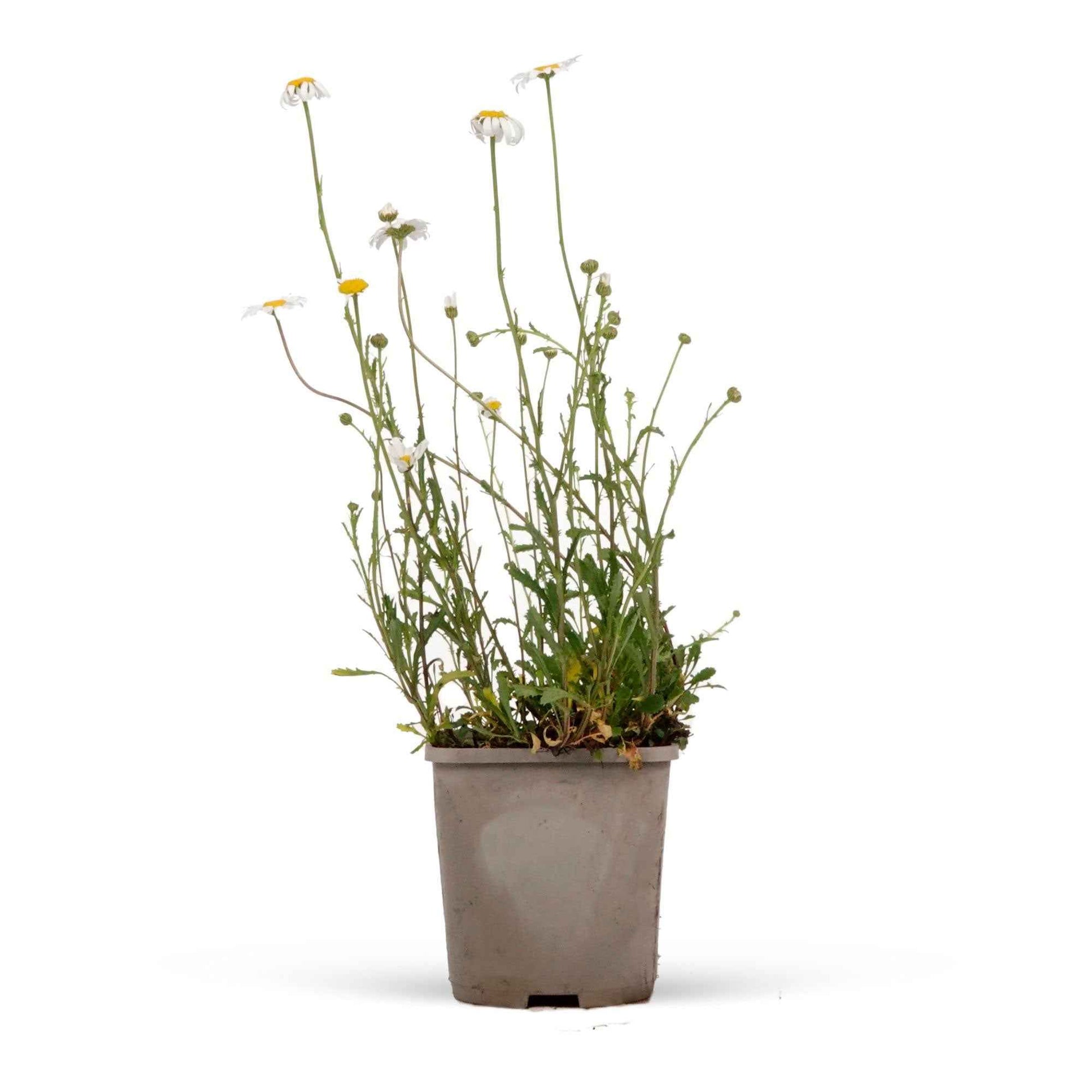 Kleine Margerite 'Maikönigin' - Leucanthemum vulgare maikönigin - Bakker