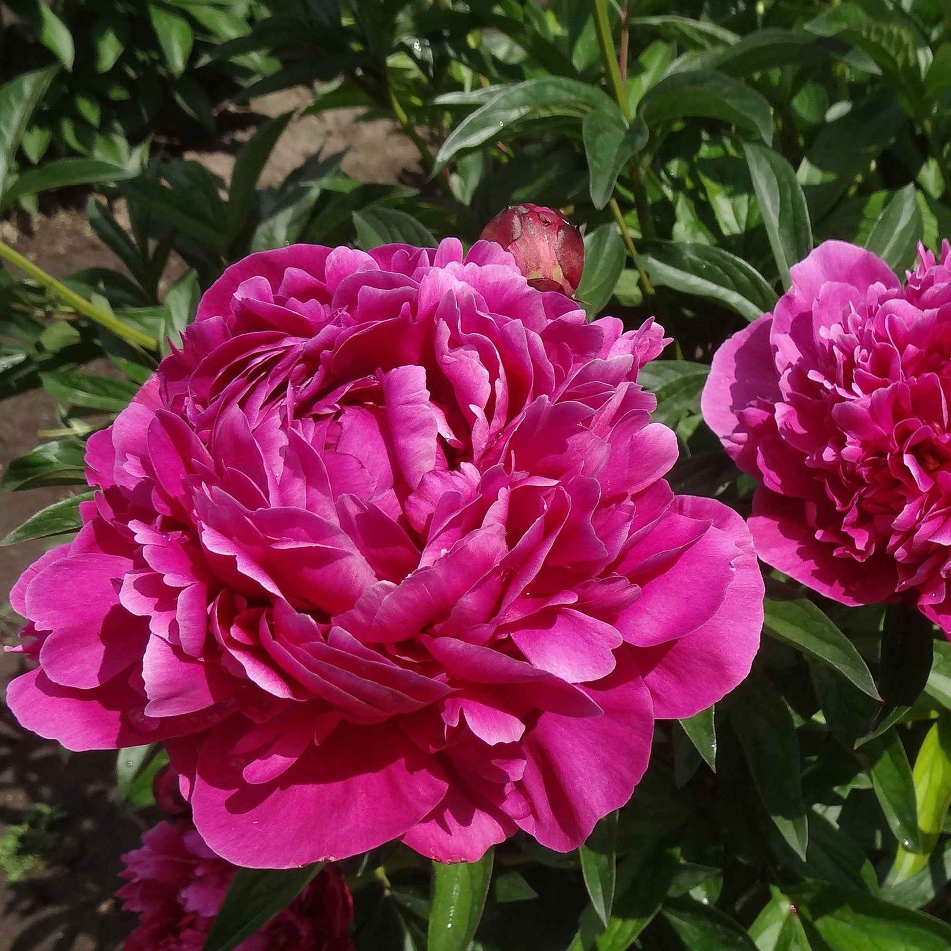 Pfingstrosen - Trio rosa und rote Pfingstrosen - Paeonia lactiflora Sarah Bernhardt, Sorbet, Karl Rosenfield