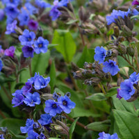 Pulmonaria Blue Ensign - Lungenkraut 'Blue Ensign' - Lungenkraut