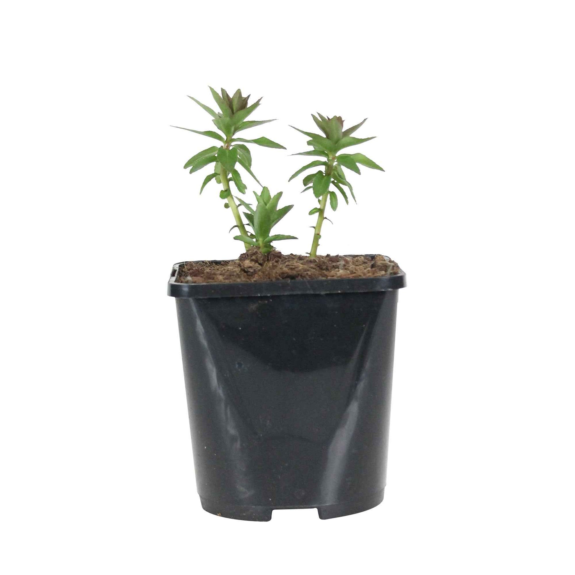 Wasser-Lobelie - Lobelia sessilifolia - Bakker