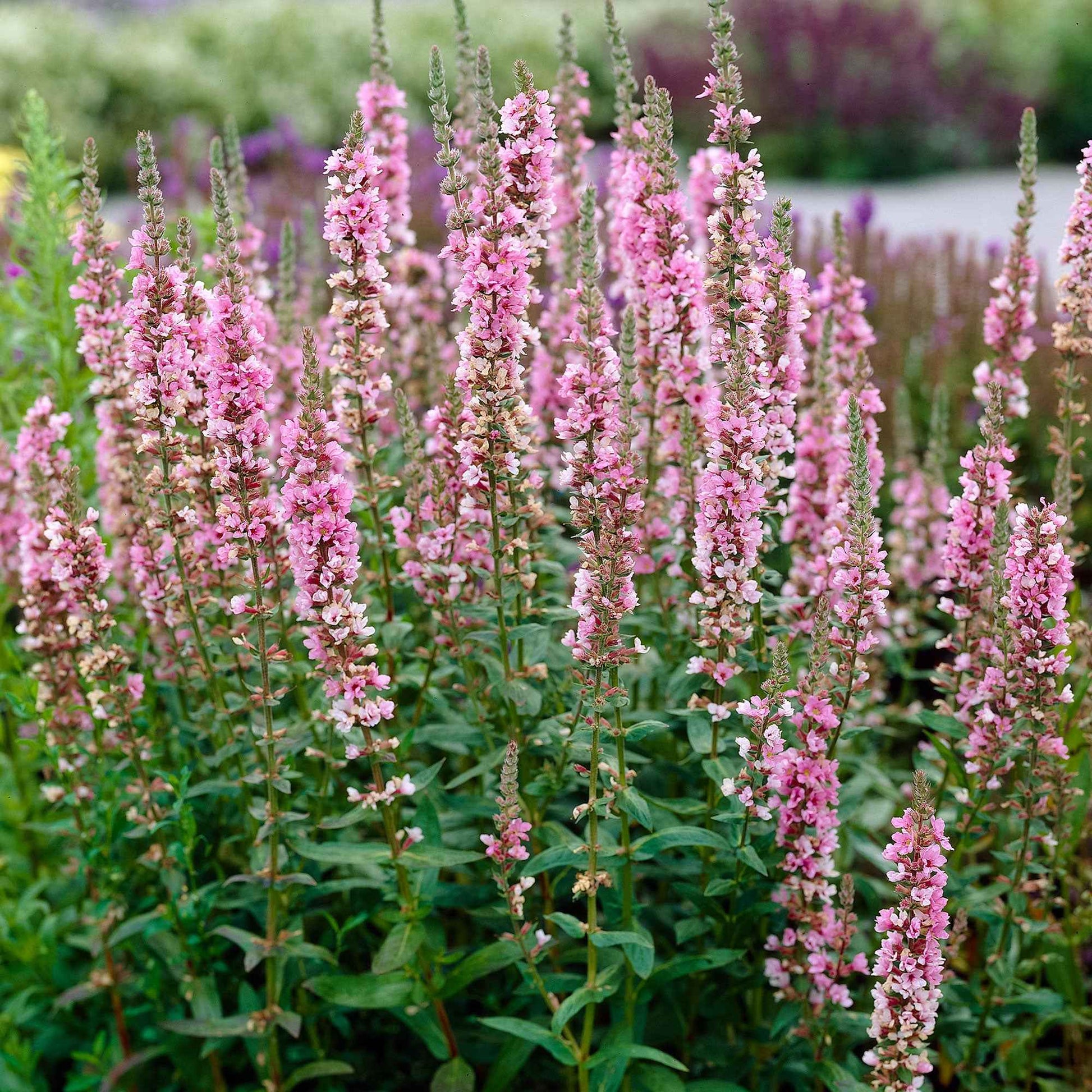 Gewöhnlicher Blutweiderich - Lythrum salicaria ssp intermedium - Bakker